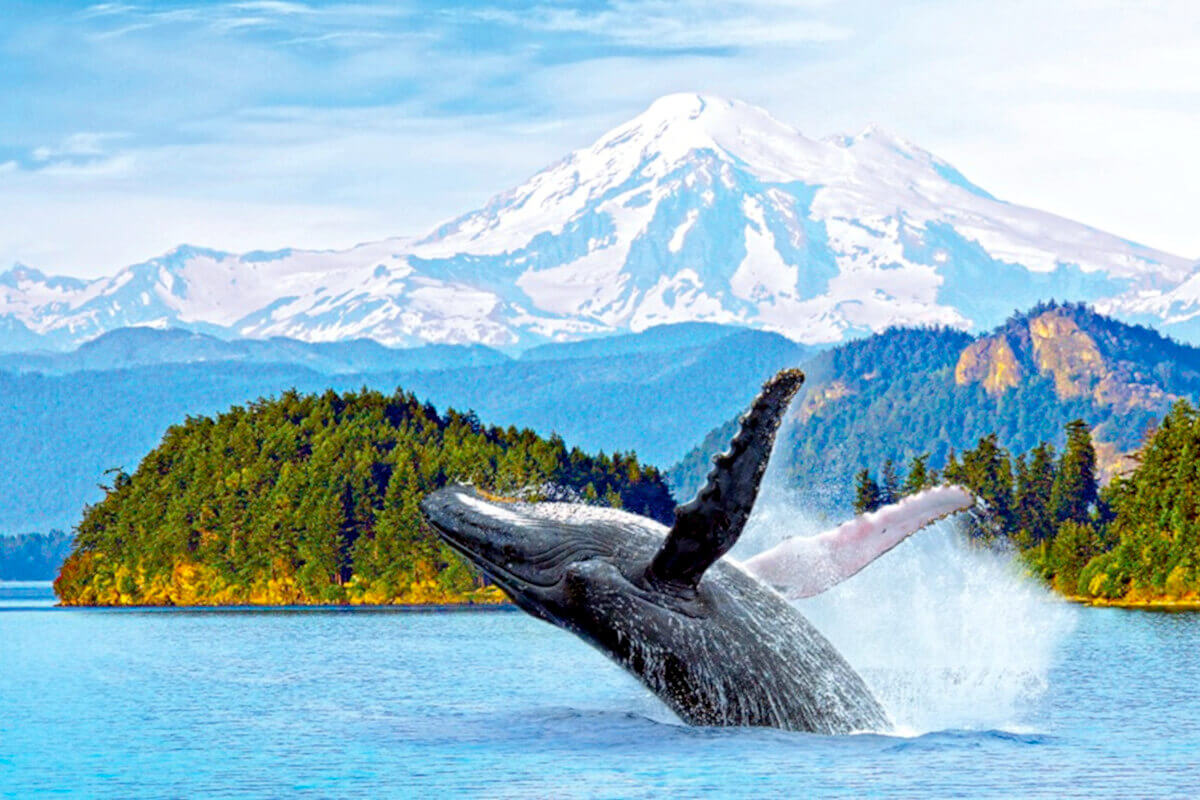 Breaching humpback whale in Alaska