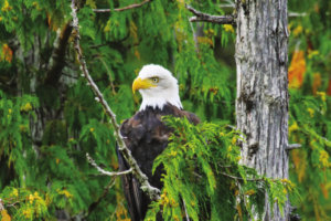 Bald Eagle in Tree