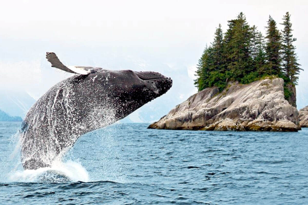 Humpback Whale breaching in Alaska