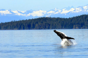 Breaching Humpback Whale in Alaska