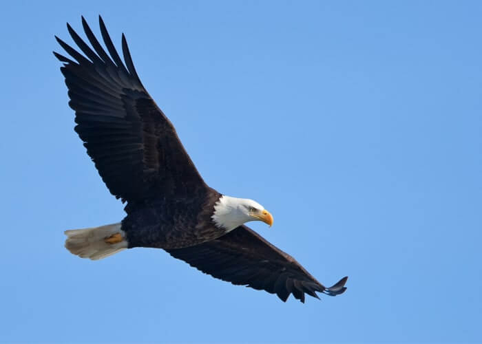 Bald Eagle over the Dalles, Oregon