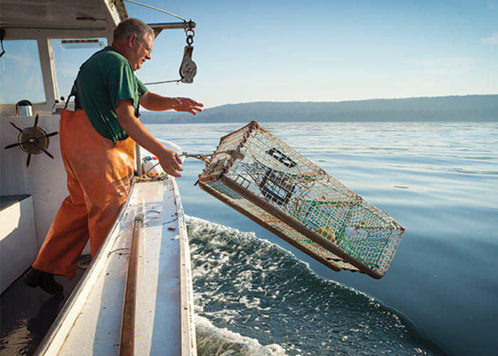 Fisherman setting a lobster trap