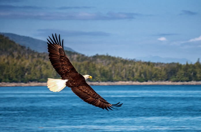 Bald Eagle flying over Alaskan water