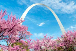 The Arch in St. Louis with springtime cherry blossoms