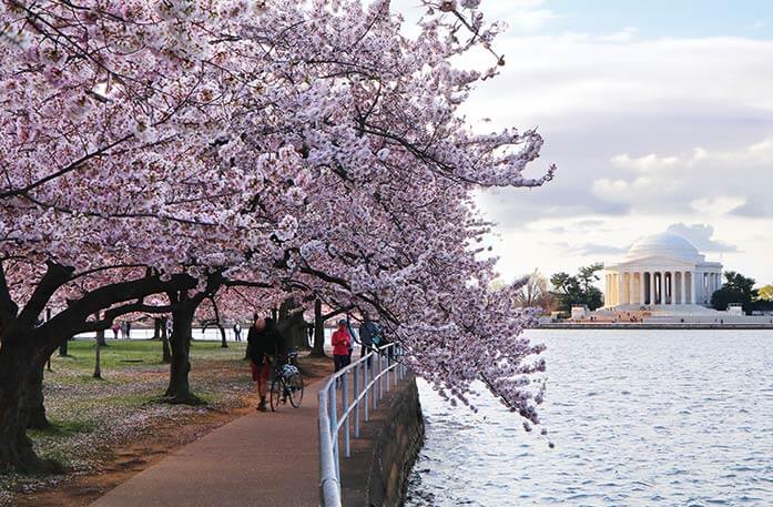 A fully-bloomed pink and white cherry blossom tree hangs over a walking path alongside the Tidal Basin with the perfect distant view of Jefferson Memorial.