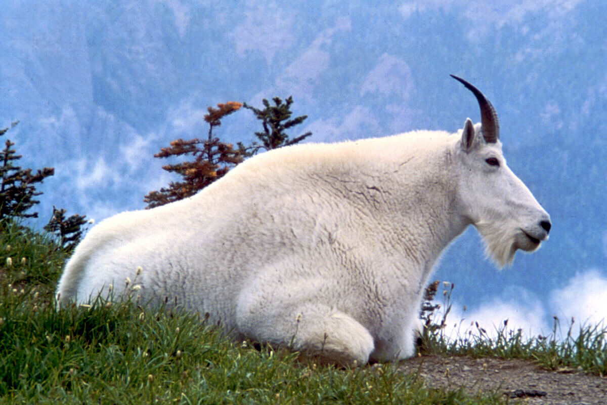 Alaska Mountain Goat