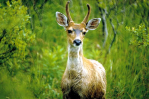 Sitka Black-tailed Deer