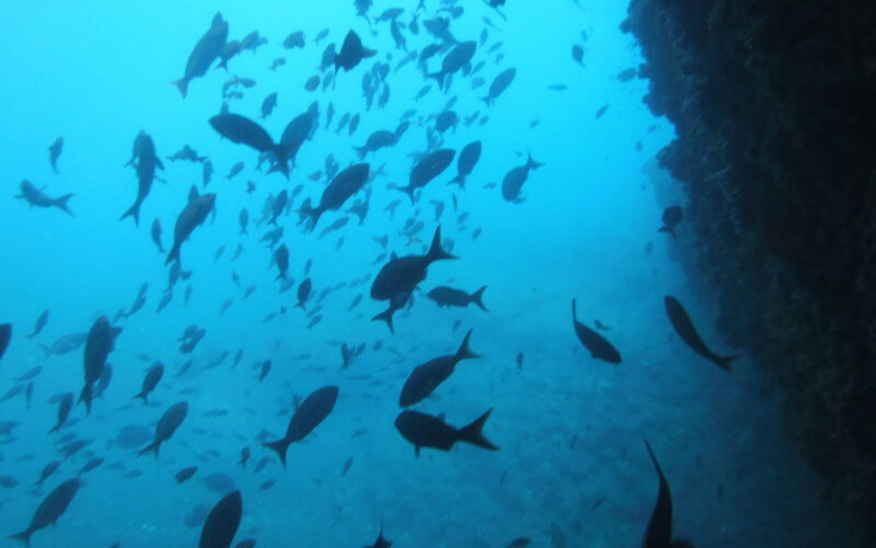 Underwater view of a group of fish