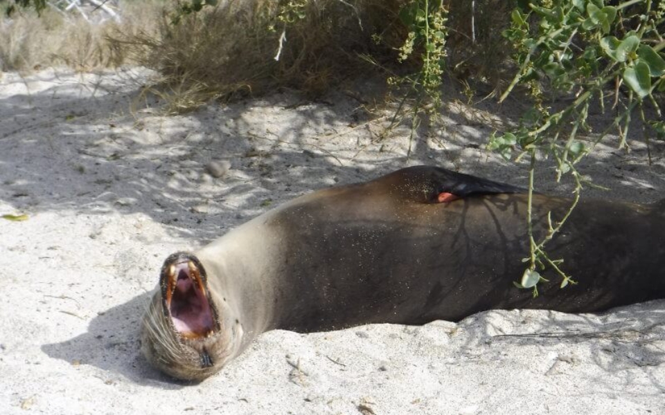 A sea lion, laying on the beach, yawning