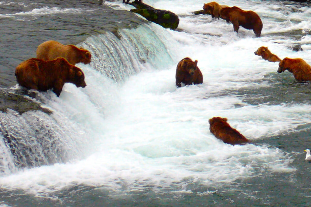 Across the Bering Sea: From Katmai to Kamchatka - Sunstone Tours & Cruises