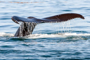 Whale tail, St. Lawrence Seaway