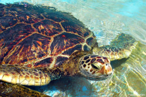 Sea Turtle, Salvador, Brazil