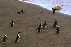 Penguins, Isla Magdalena