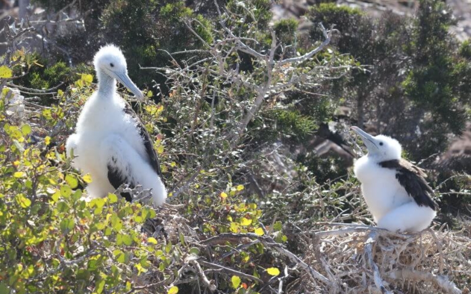 Young Albatross chicks sitting in a tree
