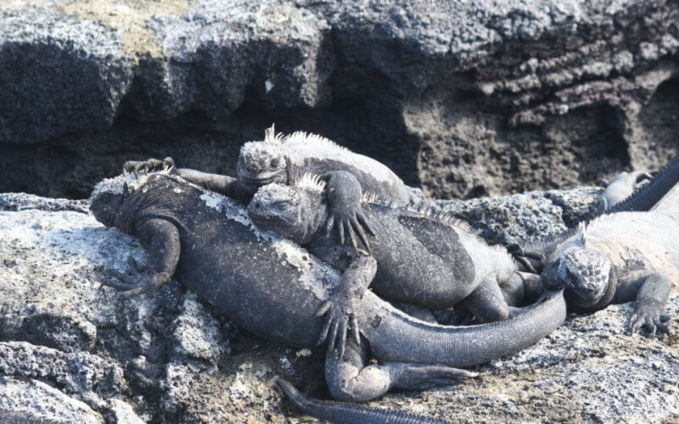 A group of marine iguanas laying on top of one another