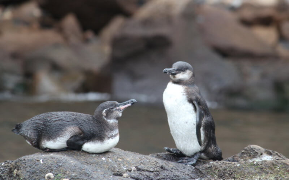A pair of Galapagos penguins on a rocky cliff