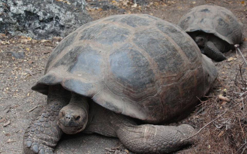 A pair of Galapagos Tortoises