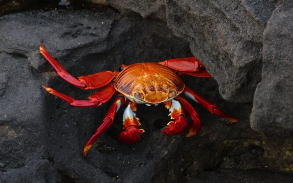 A brightly colored Sally lightfoot crab against dark rocks