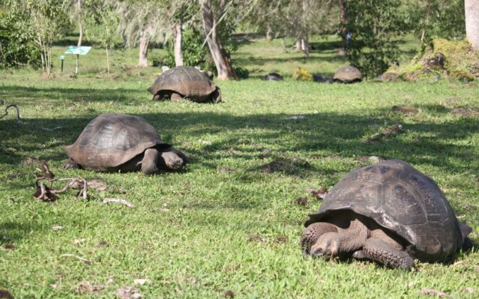 Several Galapagos Tortoises grazing on grass
