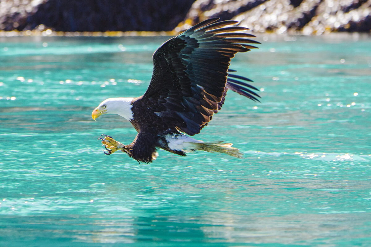 Bald Eagle