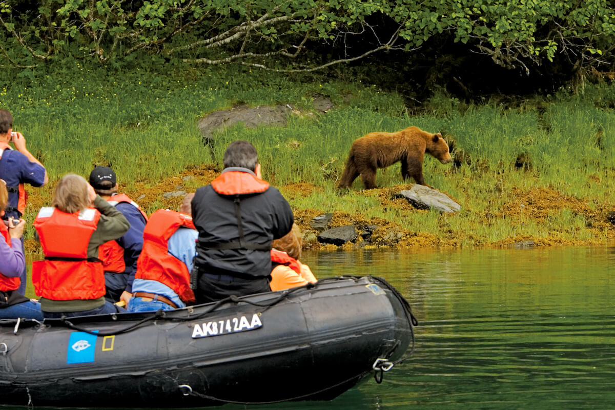 Brown Bear in Kelp Bay, Baranof Island, Tongass National Forest, Southeast Alaska