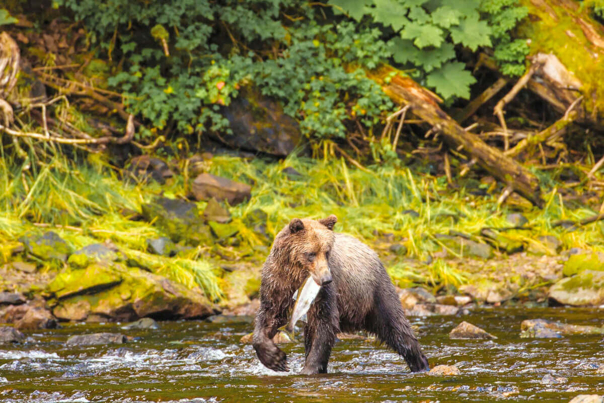 A brown Bear foraging in the forest with a fish in its mouth