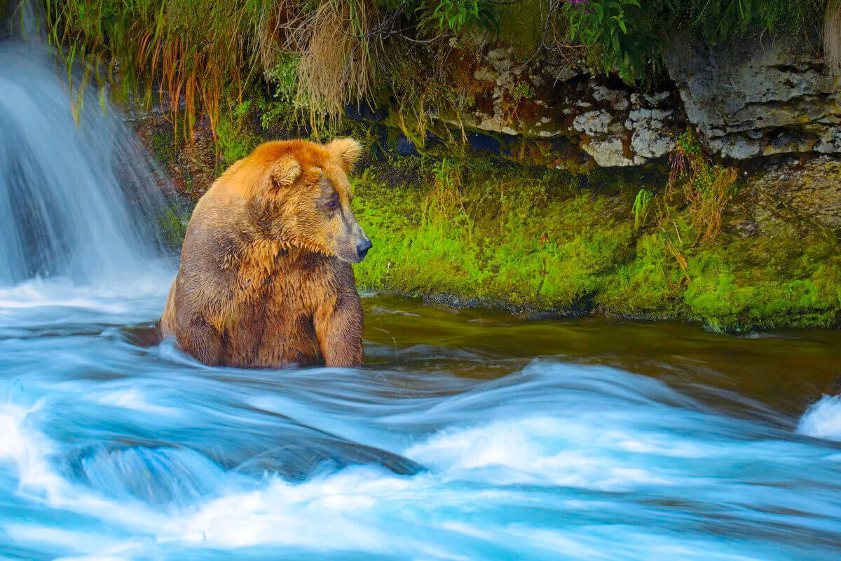 A brown bear sitting in a rushing stream, looking for salmon