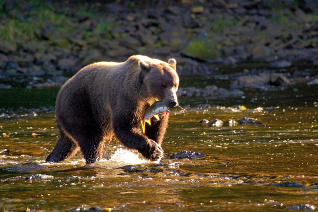LEX-Brown bear with salmon, Chichagof Island, Tongass National Forest, Southeast Alaska