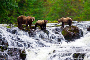 Brown Bear sow with coy fishing for pink salmon near the salmon weir at Pavlof Harbor on Chichagof Island in Southeast Alaska