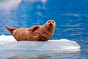 LEX-Harbor seal hauled out on ice calved from the South Sawyer Glacier in the Tracy Arm-Ford's Terror Wilderness area, Southeast Alaska