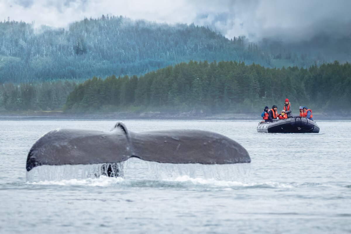 A whale's tail emerges from the water near a group of people on a small boat. Forested hills and misty clouds form the scenic backdrop.