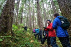 A bushwhack hike in an Alaskan rainforest in Williams Cove