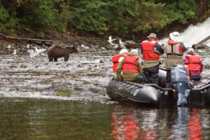 Brown Bear being watched by a zodiac filled with guests at Pavlof Harbor on Chichagof Island in Southeast Alaska