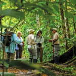Cruise guests on a Amazon Rainforest hike with a guide