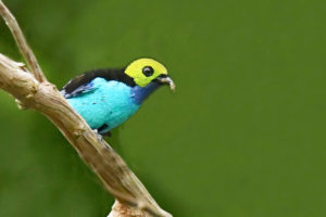 A colorful bird