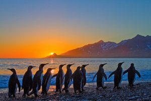 King penguins at sunrise on South Georgia Island