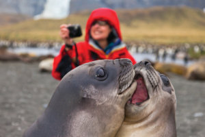 Photographer, Southern Elephant Seal pups, Gold Harbor, South Georgia