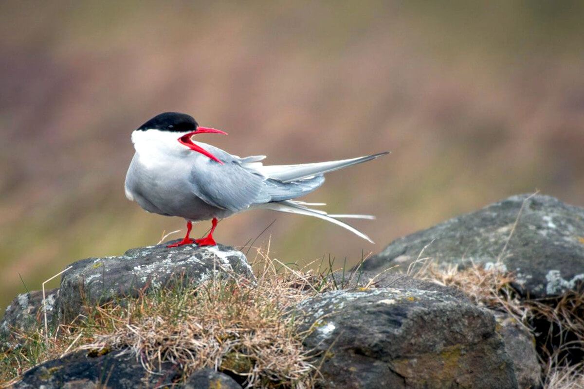 An Arctic Tern