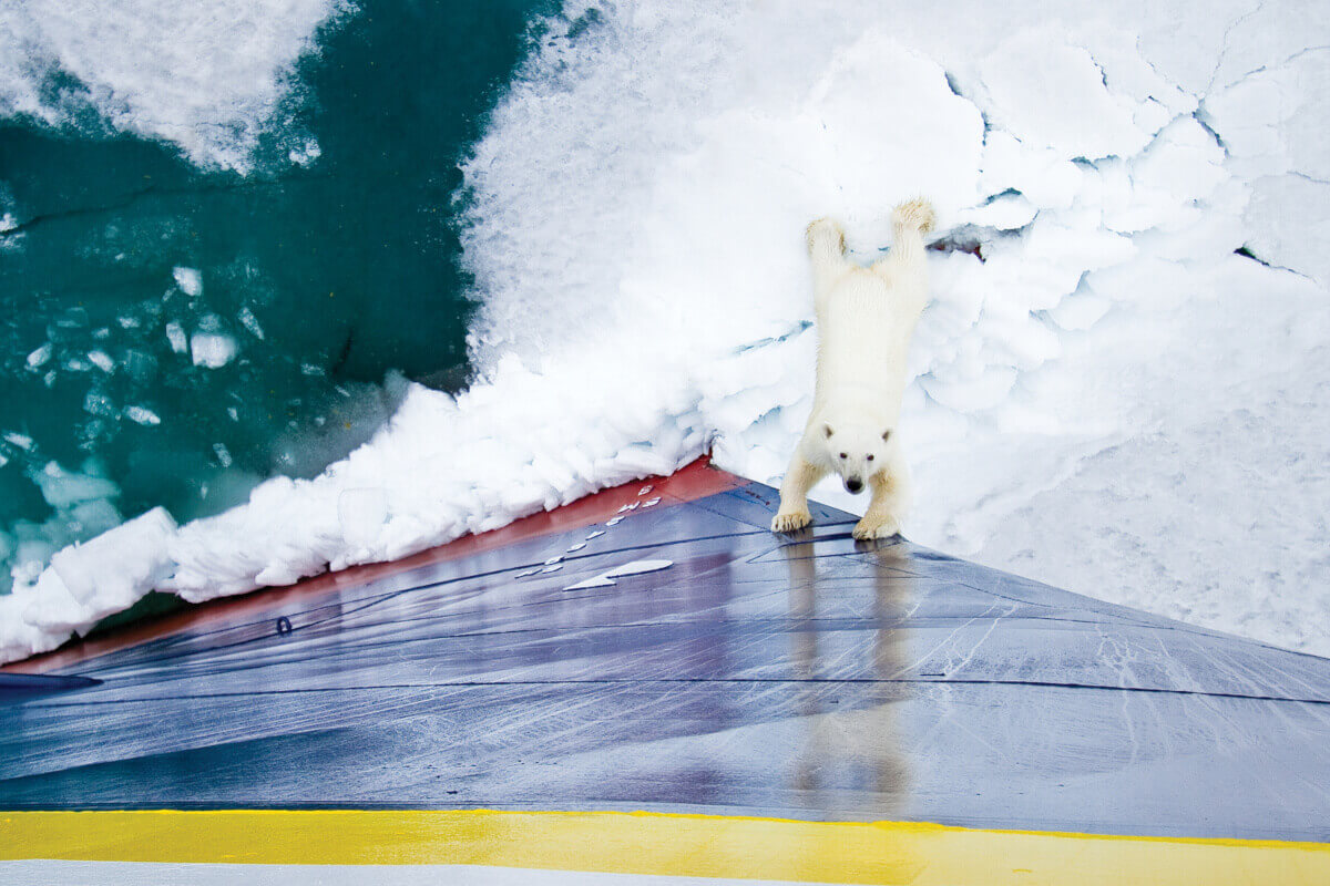 Lex Arctic National Geographic Explorer Polar Bear Sunstone Tours