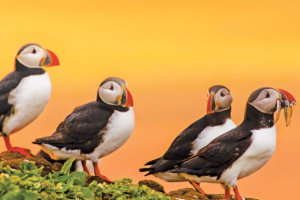 Arctic Puffins