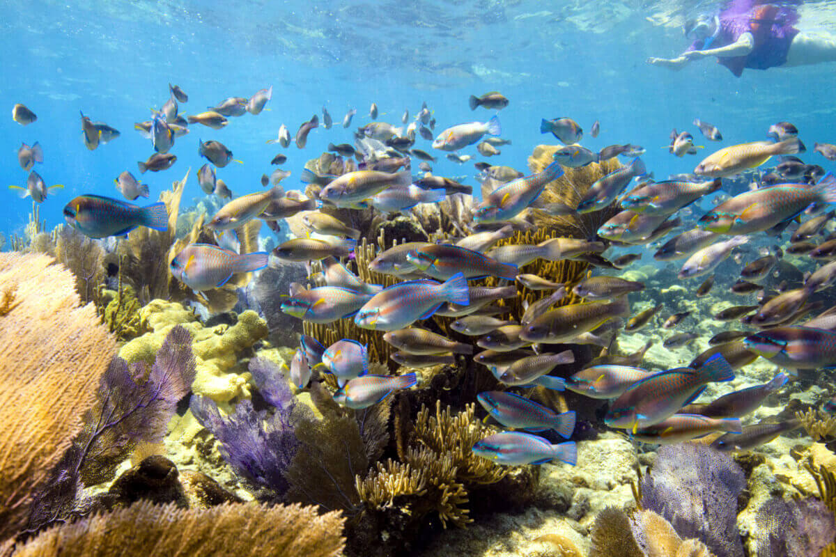 Colorful fish at Belize Barrier Reef