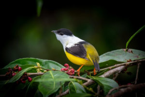 Colorful bird at Cockscomb Basin Wildlife Sanctuary, Belize