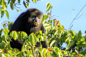 Black Howler Monkey, Monkey River, Belize