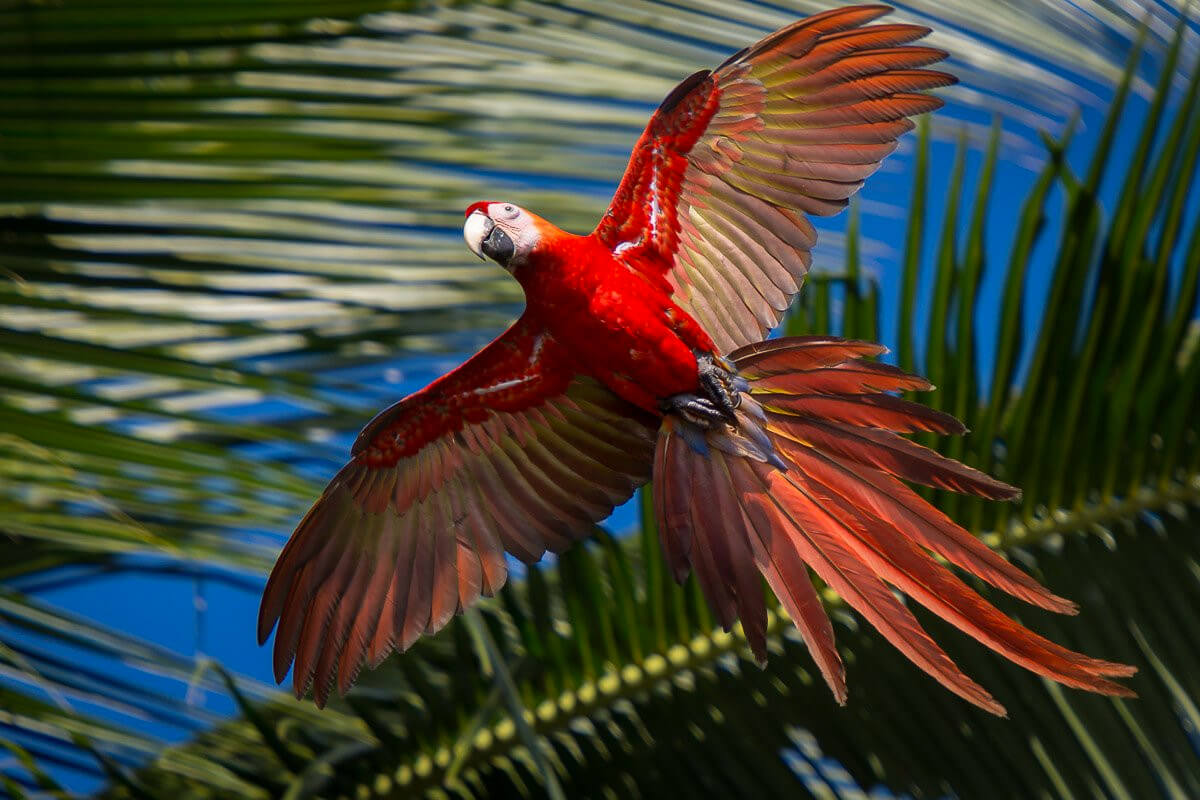 Macaw, Casa Orquideas, Costa Rica