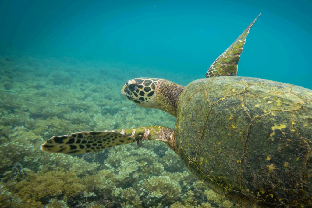 Sea Turtle, Coiba National Park, Costa Rica