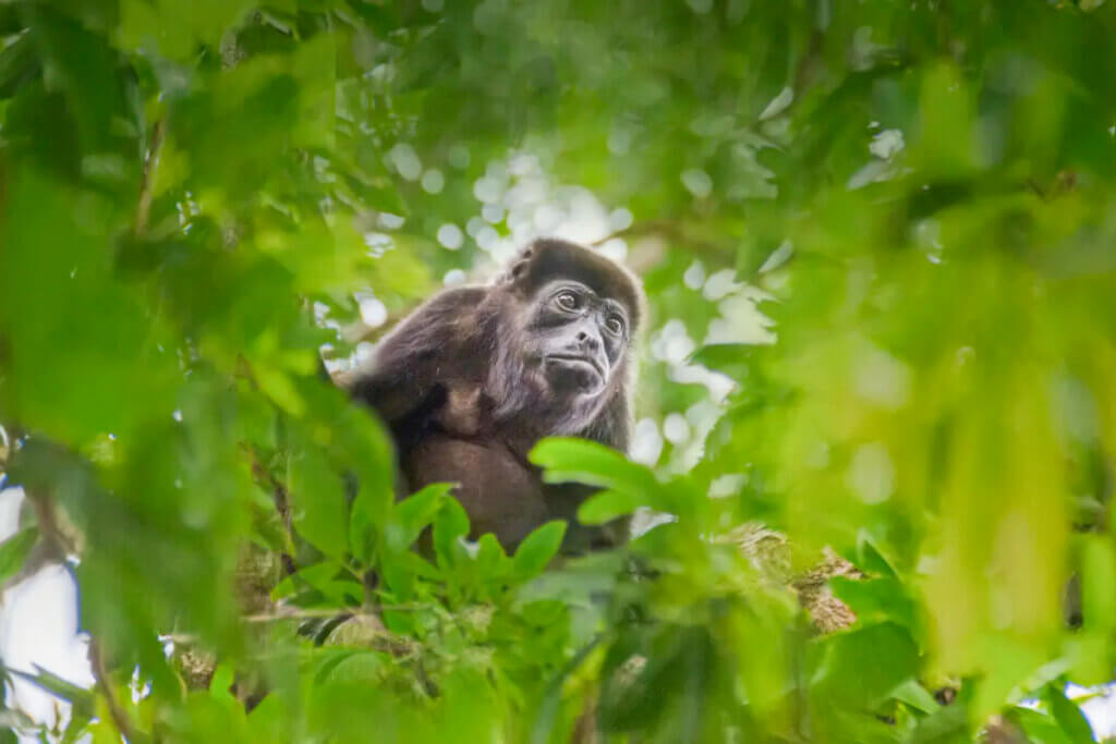 A howler monkey in the trees