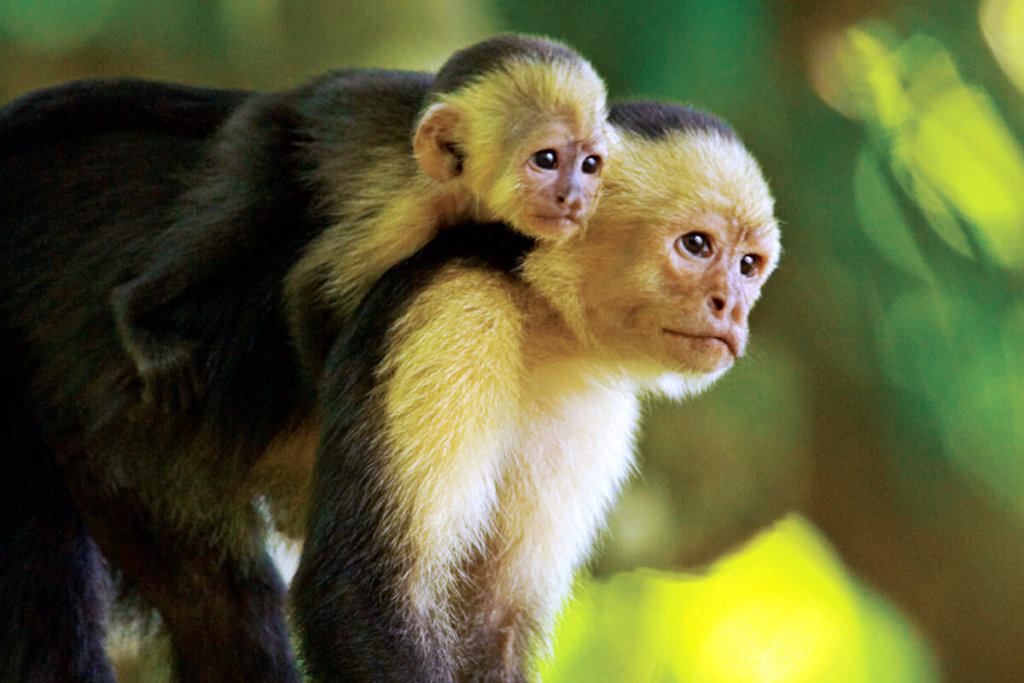A mature monkey with its child