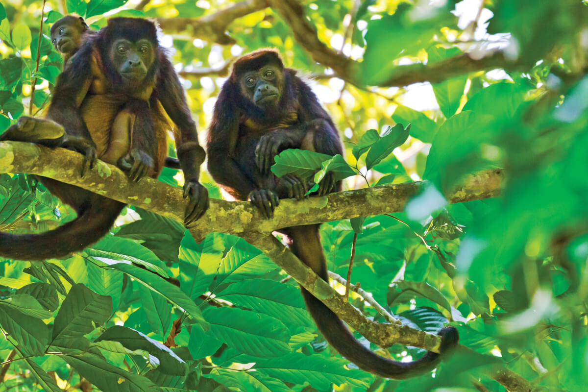 Monkeys in the rainforest