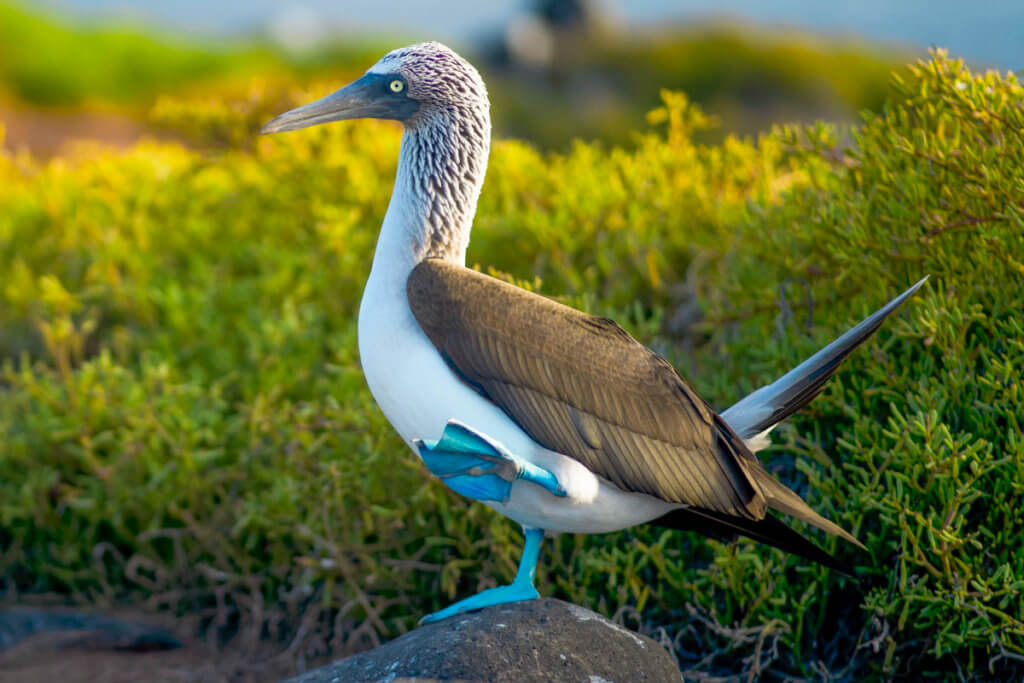 Blue Footed Boobie