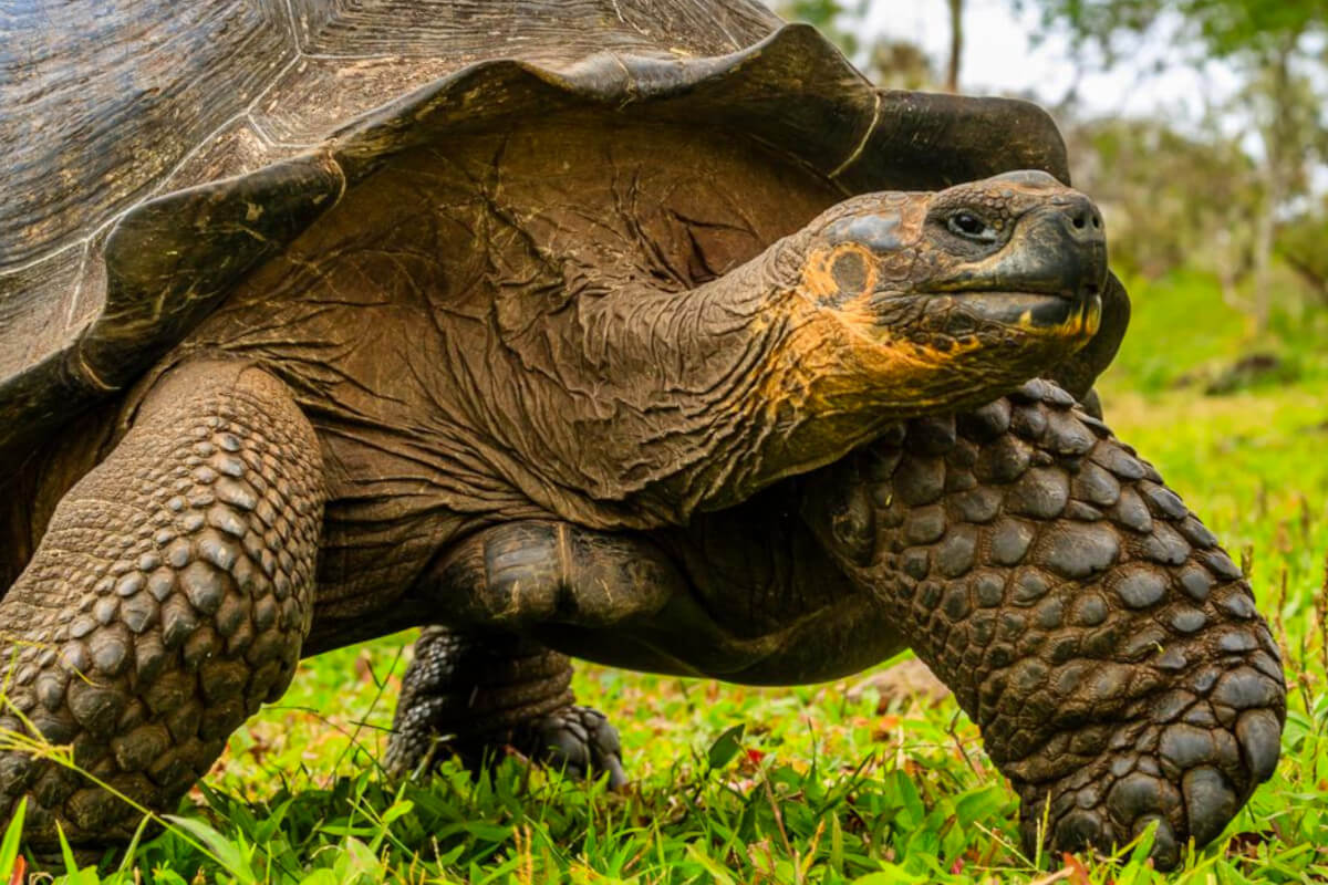 Close-up image of a Galapagos Giant Tortoise on the move, Chelonoidis nigra, Santa Cruz Island, Galapagos Islands, Ecuador